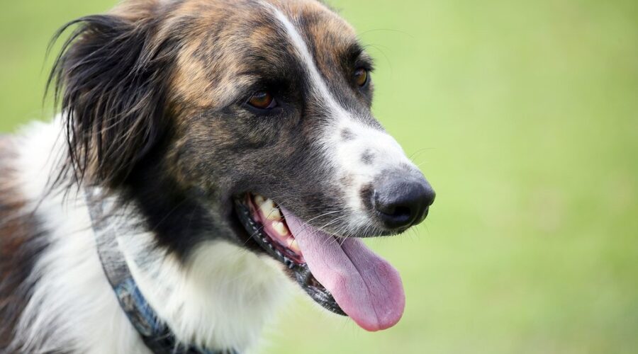 Keeping your pets safe in the heat