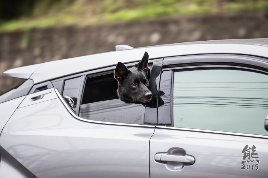 RCMP Say Don’t Leave Your Pets In A Hot Car