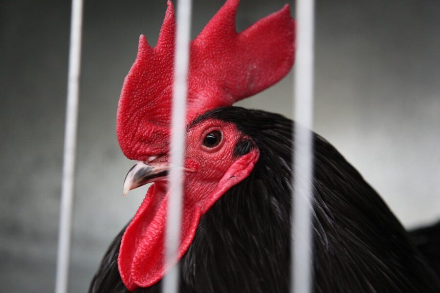 Date set for Mulgrave’s animal bylaw plebiscite