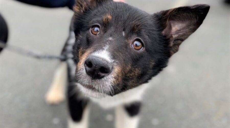 Update on the 77 dogs surrendered to the SPCA from a Cape Breton home