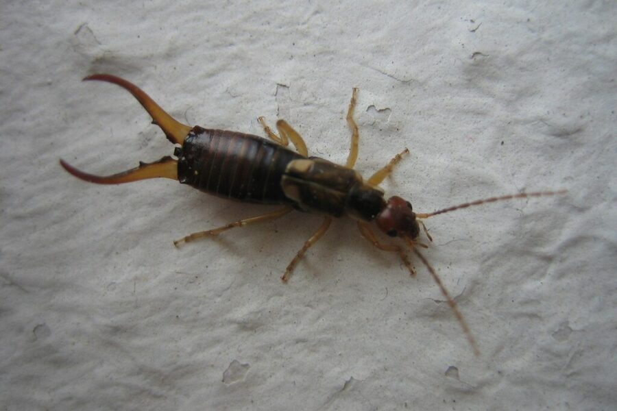 Earwigs A Common Sight This Summer