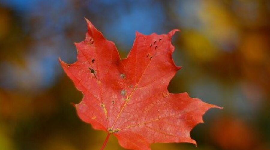 Day 31: Families, Cell Phones, Healthcare