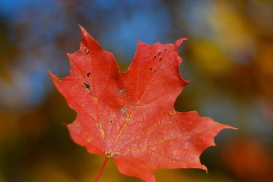 Day 31: Families, Cell Phones, Healthcare