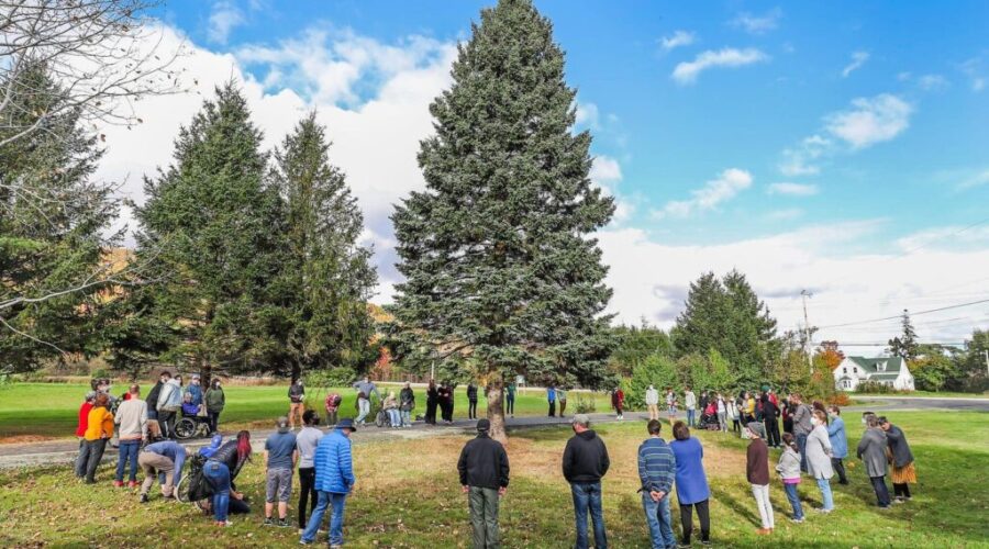 Boston Christmas tree from Cape Breton this year