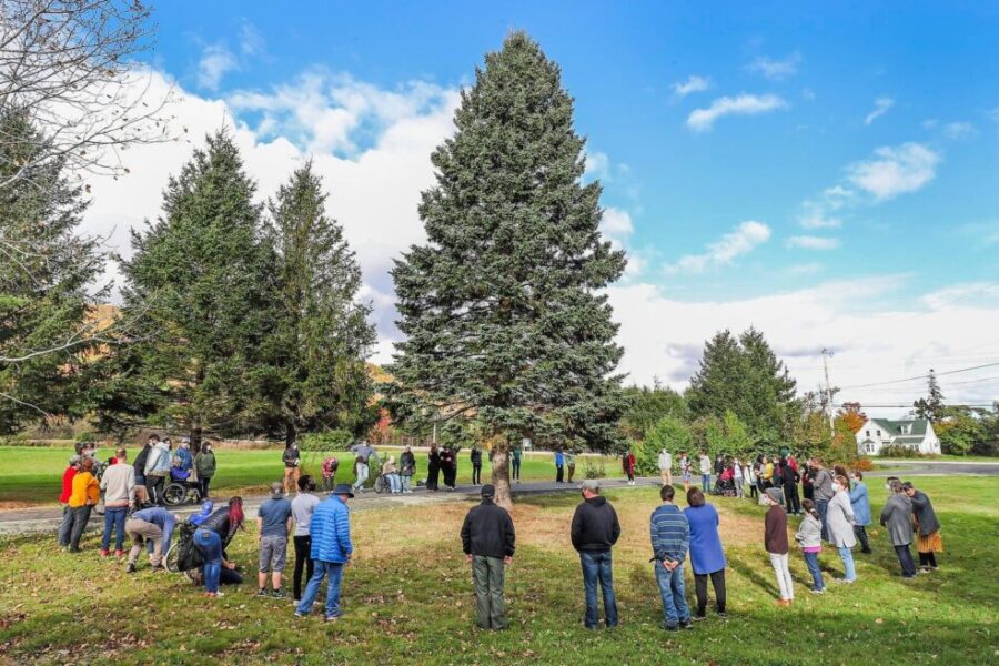Boston Christmas tree from Cape Breton this year