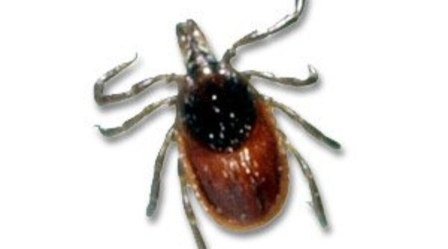 Province Makes Pharmacy Tick-Bite Assessment Free