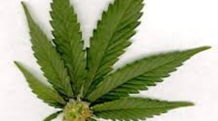 Province updates rules on searches for illegal pot