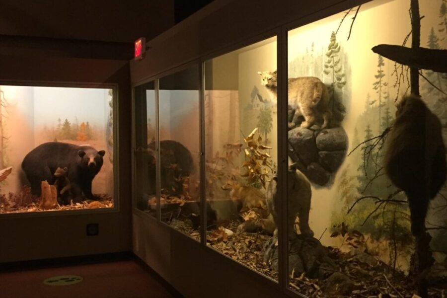 NS Museum of Natural History To Replace Long Standing Exhibits