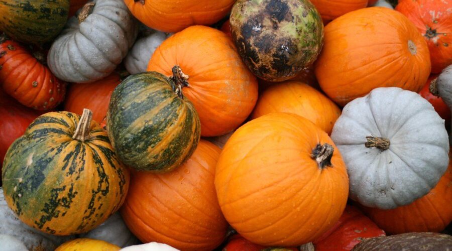 Nature Conservancy: Don’t throw Halloween pumpkins in the woods