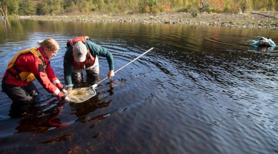 Highlands National Park hits milestone in salmon restoration project
