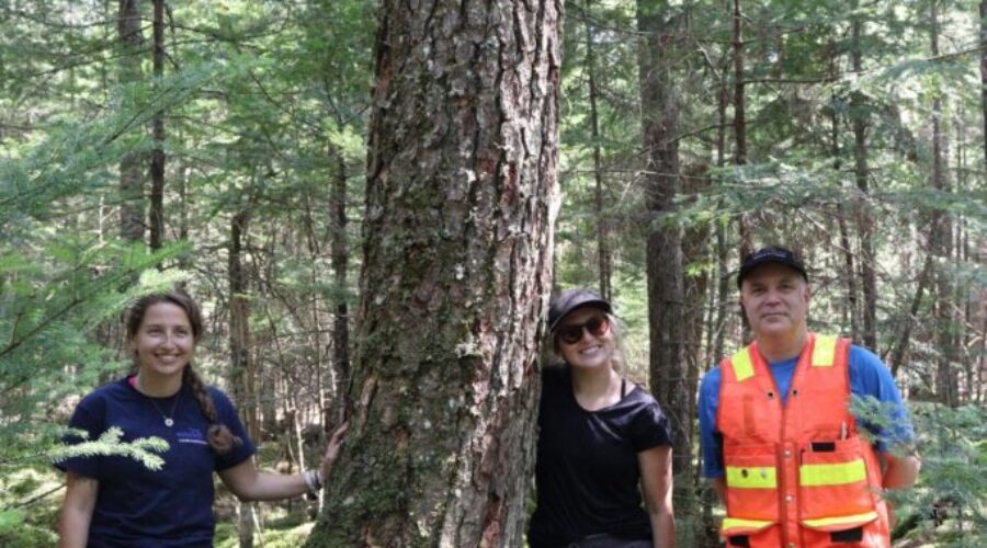 532-Year-Old Hemlock Discovered in Hubbards Is The Oldest Tree In The Maritimes