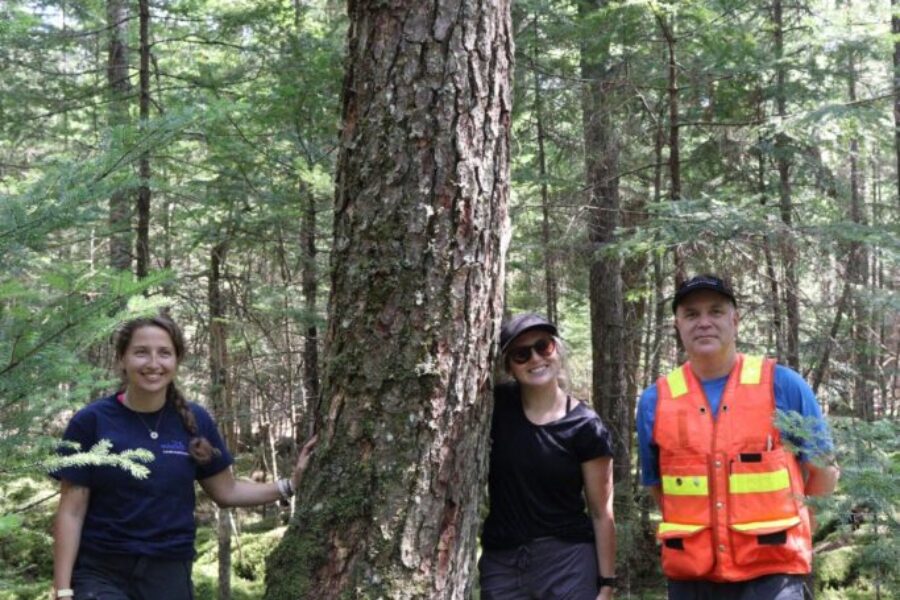532-Year-Old Hemlock Discovered in Hubbards Is The Oldest Tree In The Maritimes