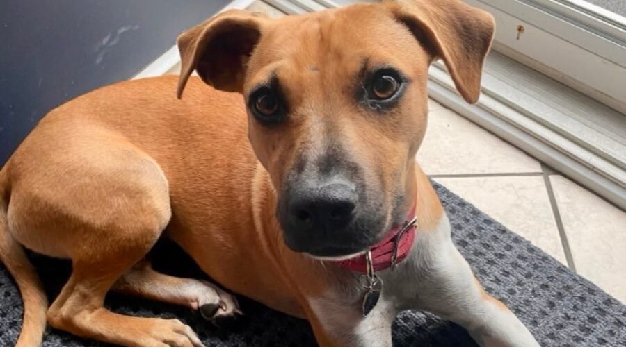 Meet our new family member!