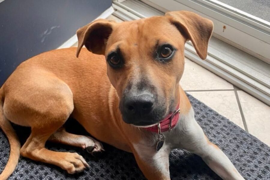 Meet our new family member!