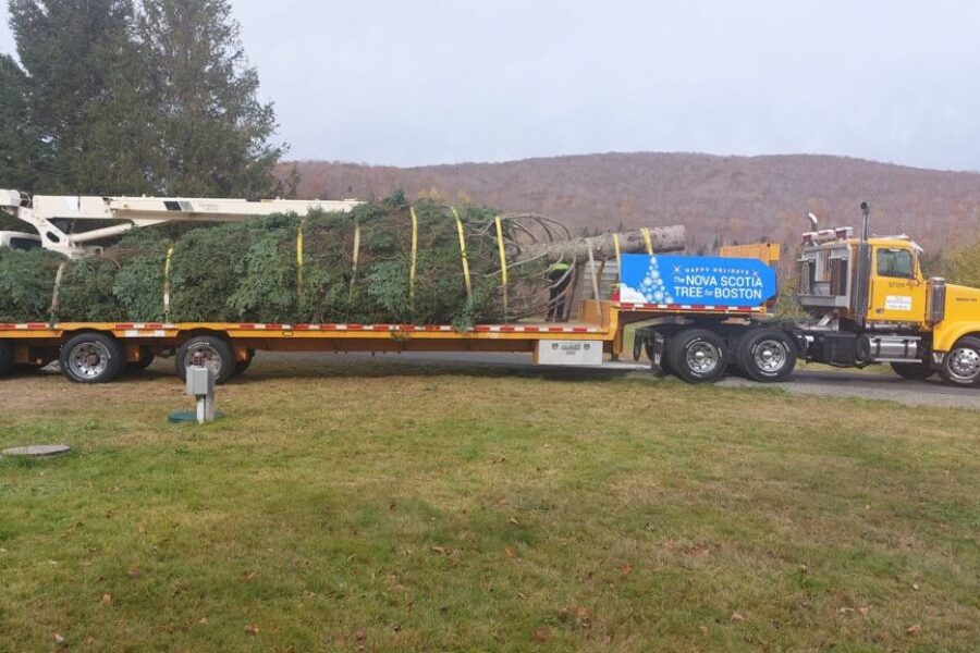 Tree for Boston on its way!