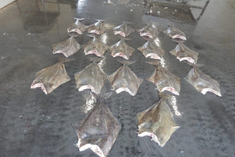 DFO Lays 66 Charges in Relation To Undersized Halibut