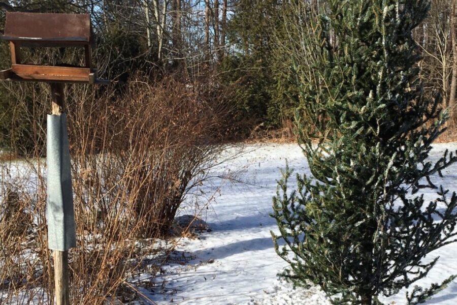 NCC: ‘Leave Your Christmas Tree In The Backyard’
