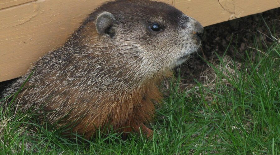 It’s Groundhog Day….but why??