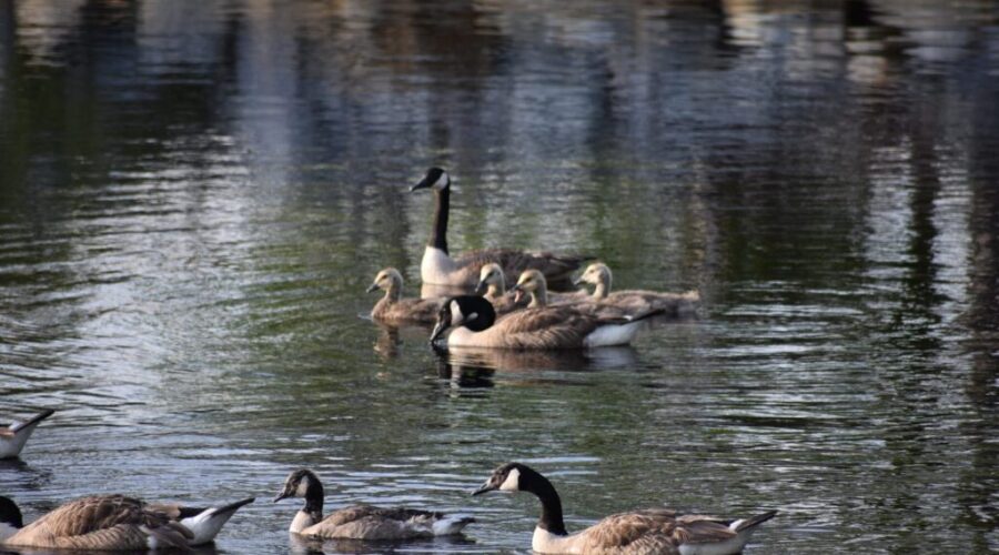 Bird Flu Identified In HRM