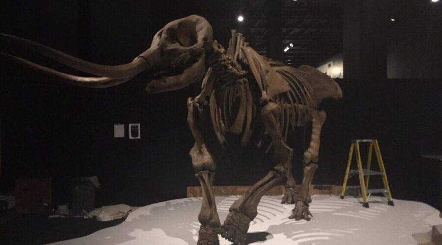 Get to know the age of the Mastodon with new exhibit in Halifax