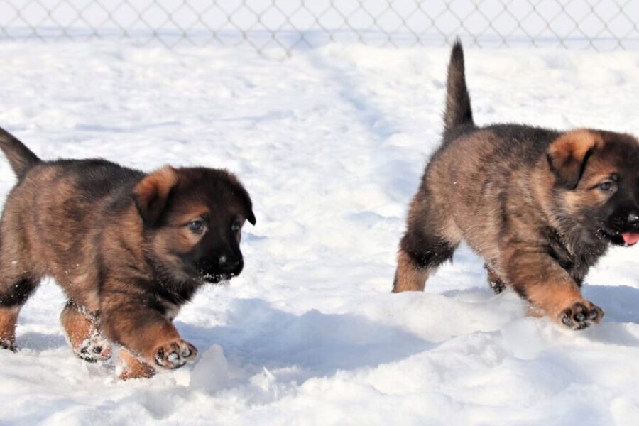 Name the RCMP puppies!