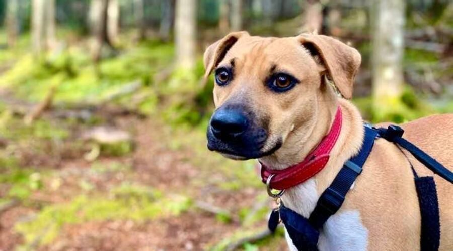 Did you adopt a dog from the United States? Get them tested for heartworm disease!