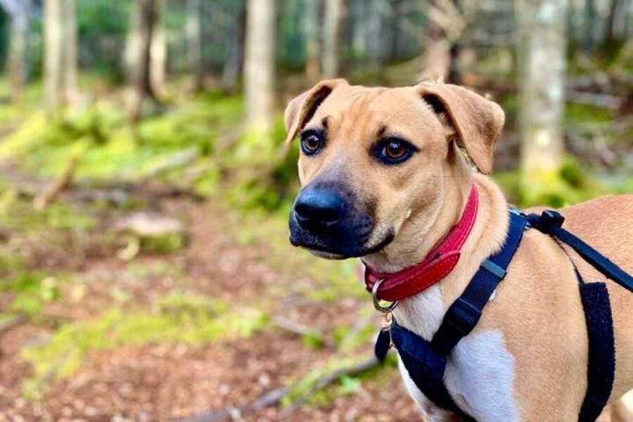 Did you adopt a dog from the United States? Get them tested for heartworm disease!