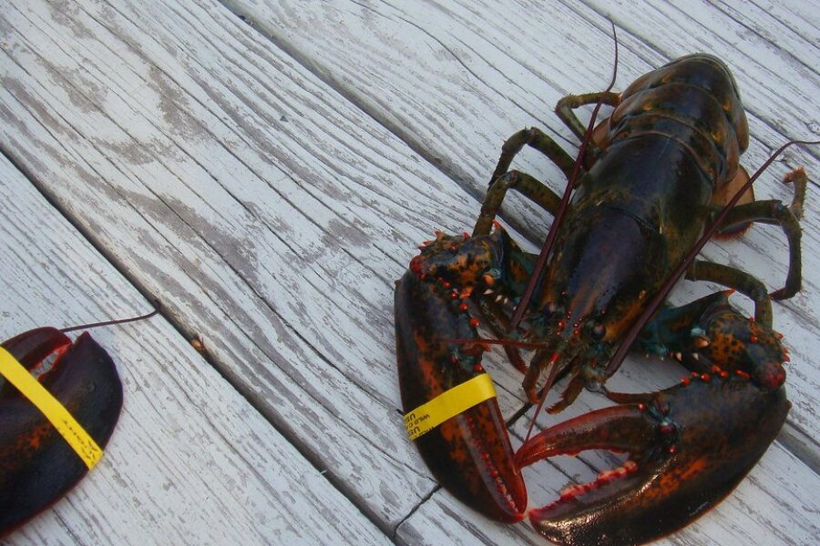 Lobster Prices Hit Record Highs