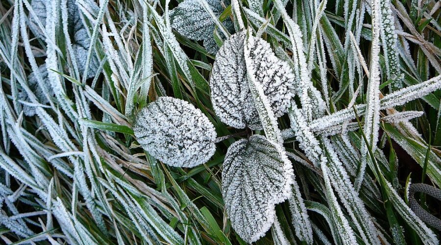 N.S. under frost advisory