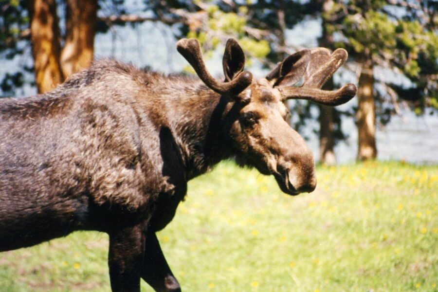 Annual Cape Breton moose hunt licence lottery opens Monday