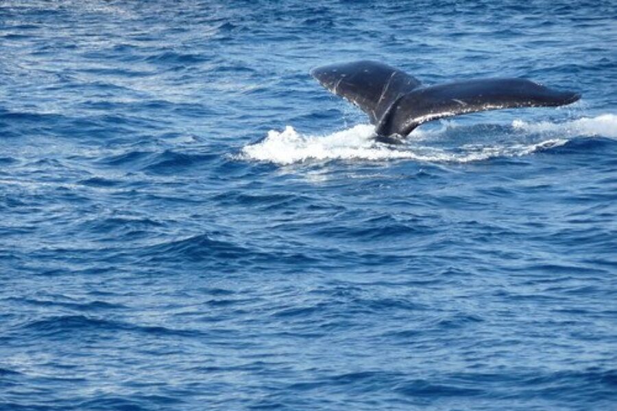 Search For Entangled North Atlantic Right Whale