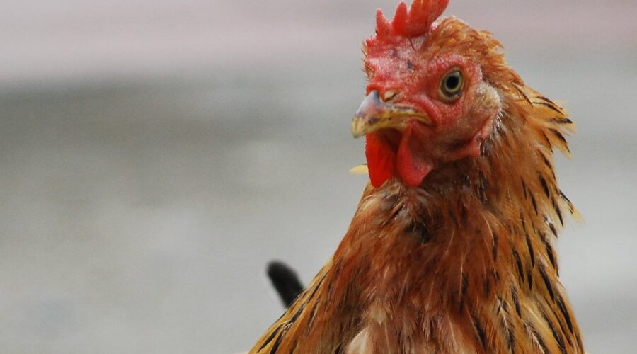 Avian Flu Found In Turtle Creek, NB