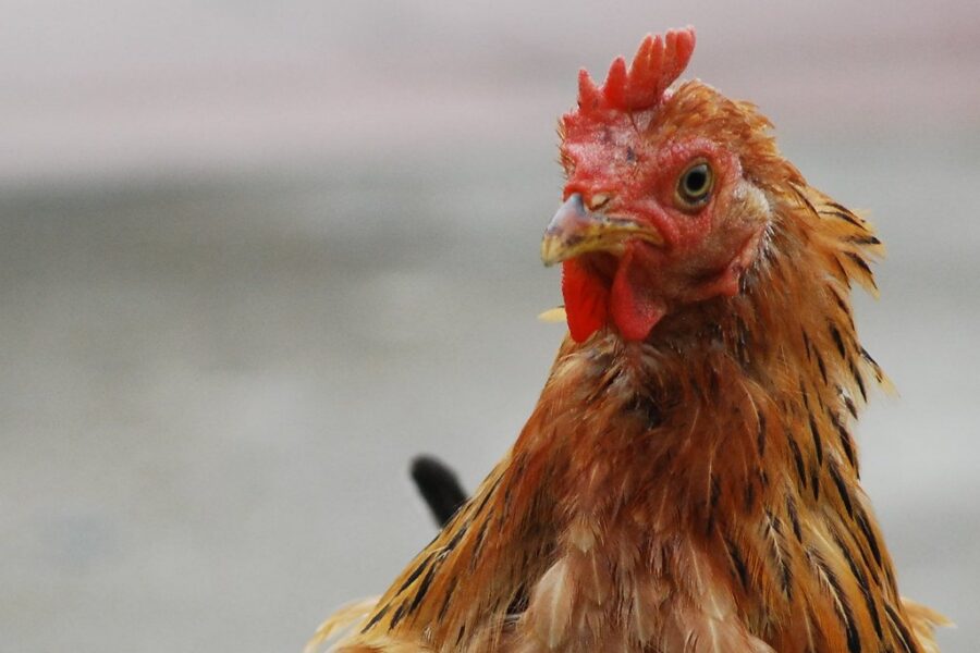 Avian Flu Found In Turtle Creek, NB