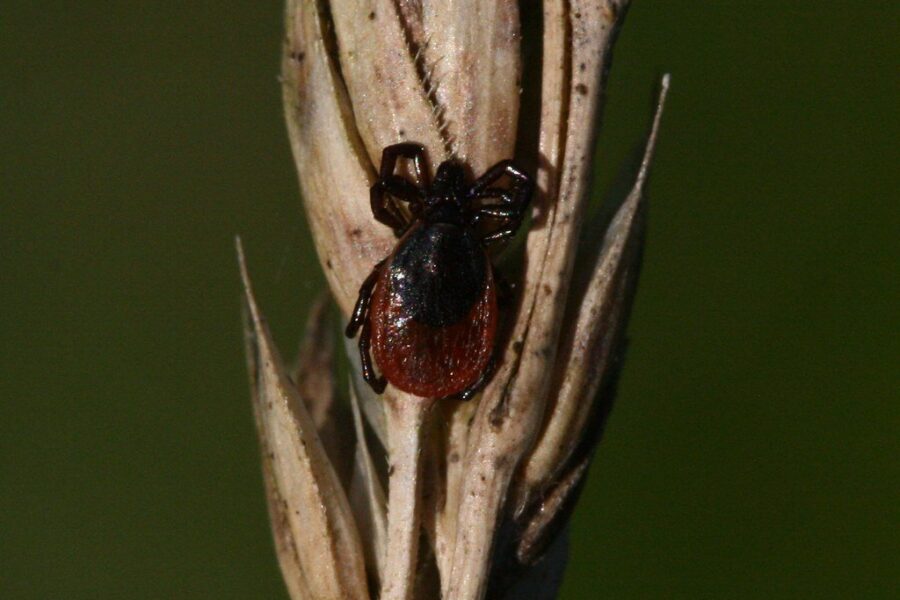 Lyme Disease in Nova Scotia is likely on the rise, NS last released figures in 2019