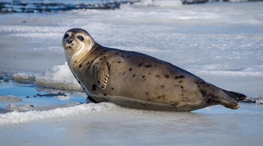 DFO’s science on seals is “woefully inadequate” report finds