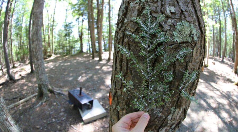 Keji campers asked to do their part in preventing spread of invasive species