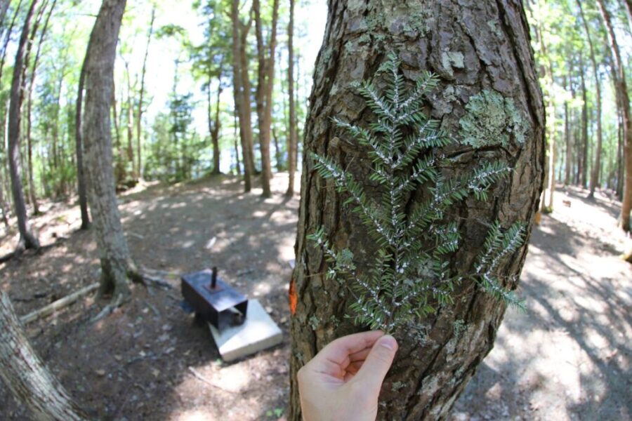 Keji campers asked to do their part in preventing spread of invasive species