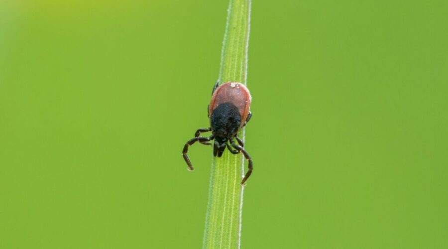 Researcher says N.S. is a tick hotspot, but that doesn’t mean you need to be afraid