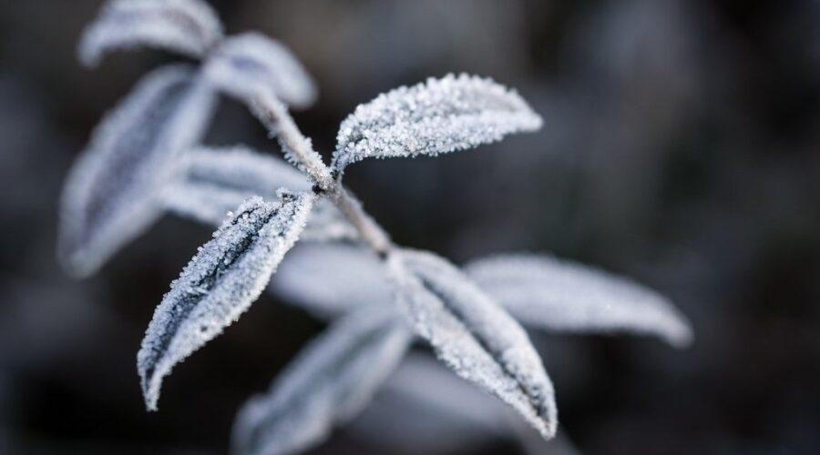 Frost advisory out for Cape Breton