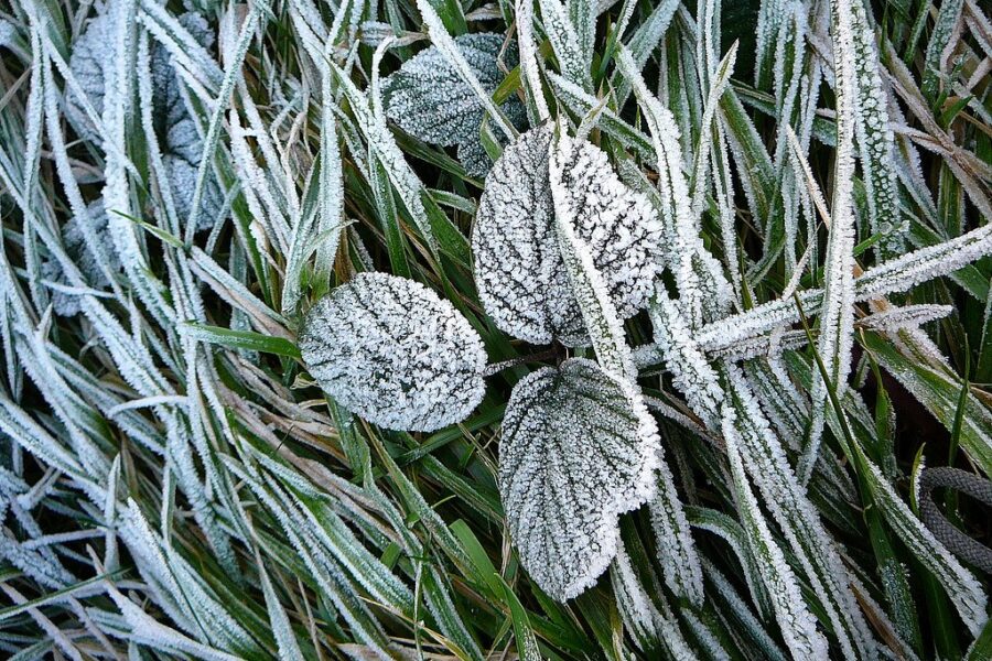 Frost advisory issued for parts of Nova Scotia