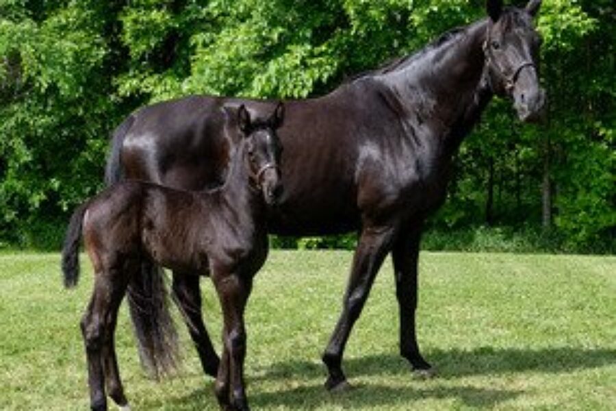 Hundreds Of Submissions Received To ‘Name The RCMP Foals’