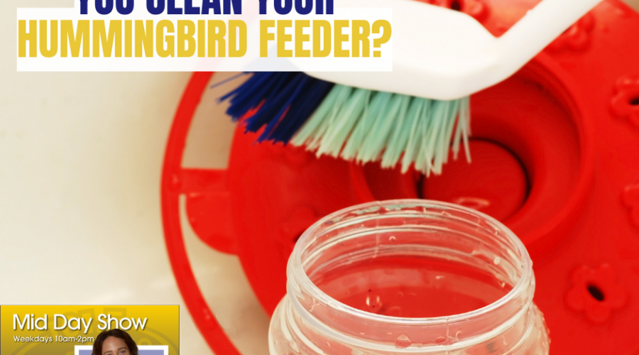 Don’t forget to clean your Hummingbird Feeders!