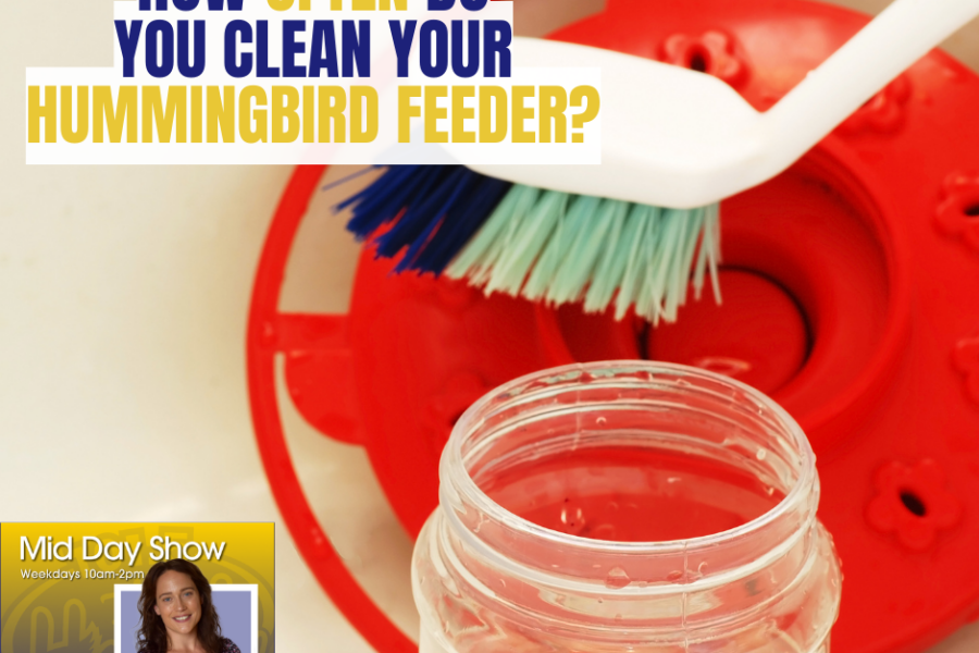 Don’t forget to clean your Hummingbird Feeders!