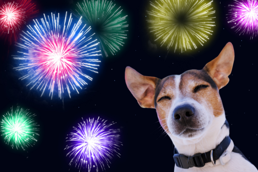 Fireworks and dogs – tips on keeping your dog calm
