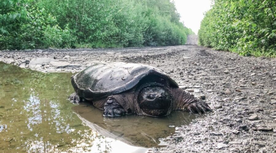 Turtle Patrol: It’s a critical time for Nova Scotia’s hard-shelled friends