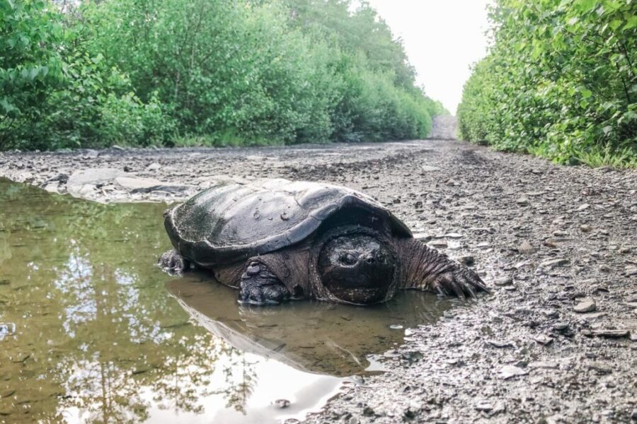 Turtle Patrol: It’s a critical time for Nova Scotia’s hard-shelled friends