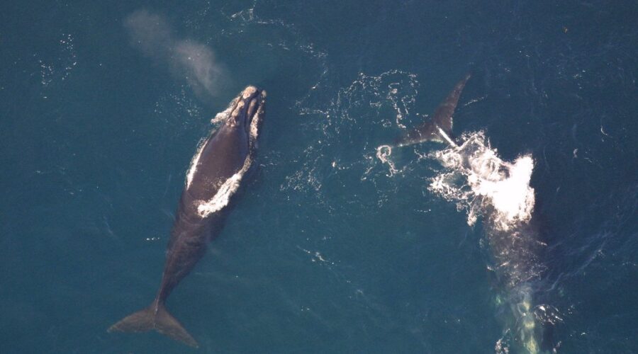 Second Entangled North Atlantic Right Whale Sighted