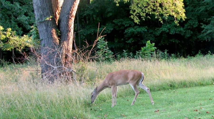 DNR to offer 4,785 antlerless deer tags this season
