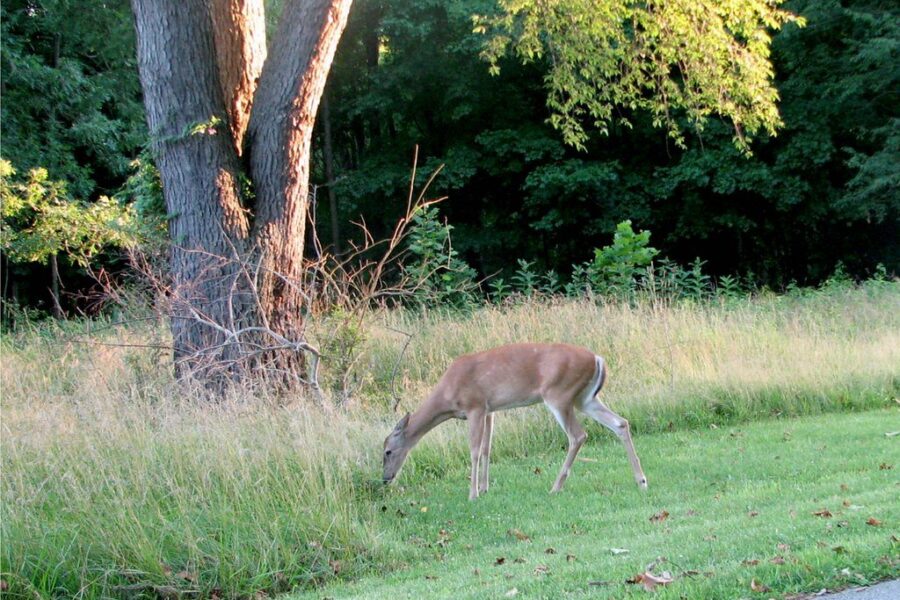 DNR to offer 4,785 antlerless deer tags this season