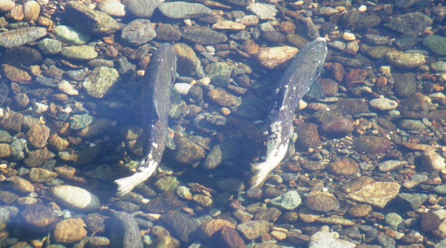 New Executive Director for Atlantic Salmon Conservation Foundation